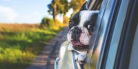 dog, pet, car window, drive, road trip, animal, bulldog, canine, nature, car, window, car wallpapers, portrait, mammal, dog portrait